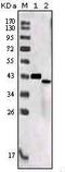 Sortilin Related Receptor 1 antibody, MA5-15369, Invitrogen Antibodies, Western Blot image 