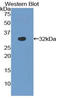 Ring Finger Protein 7 antibody, LS-C296292, Lifespan Biosciences, Western Blot image 