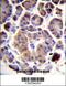 Tripartite Motif Containing 36 antibody, 57-282, ProSci, Immunohistochemistry frozen image 