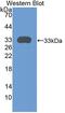 Plexin A1 antibody, MBS2028433, MyBioSource, Western Blot image 