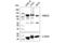 Protein Phosphatase 1 Regulatory Subunit 10 antibody, 80920S, Cell Signaling Technology, Western Blot image 