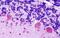 Muscarinic acetylcholine receptor M2 antibody, orb84990, Biorbyt, Immunohistochemistry paraffin image 