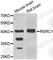 Arginine And Serine Rich Coiled-Coil 1 antibody, A7210, ABclonal Technology, Western Blot image 