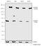 Amylase Alpha 2A (Pancreatic) antibody, 720260, Invitrogen Antibodies, Western Blot image 