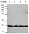 RAN, Member RAS Oncogene Family antibody, orb107469, Biorbyt, Western Blot image 