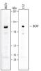 Phosphoinositide-3-Kinase Adaptor Protein 1 antibody, AF4857, R&D Systems, Western Blot image 