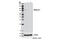 Mitofusin 1 antibody, 13196S, Cell Signaling Technology, Western Blot image 