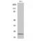 Regulator Of Calcineurin 1 antibody, LS-C383212, Lifespan Biosciences, Western Blot image 