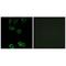 Calponin 2 antibody, A08680, Boster Biological Technology, Immunohistochemistry paraffin image 