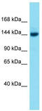Bromodomain And PHD Finger Containing 3 antibody, TA339723, Origene, Western Blot image 