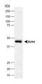 Beta-Actin antibody, NB600-503, Novus Biologicals, Western Blot image 