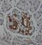 PSA antibody, FNab06847, FineTest, Immunohistochemistry frozen image 