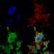 Trafficking Kinesin Protein 2 antibody, SMC-483D, StressMarq, Immunocytochemistry image 