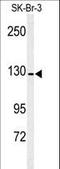 CD13 antibody, LS-C100245, Lifespan Biosciences, Western Blot image 