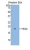 Retinol Binding Protein 5 antibody, LS-C303503, Lifespan Biosciences, Western Blot image 