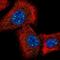 IQ Motif Containing K antibody, NBP2-58411, Novus Biologicals, Immunocytochemistry image 