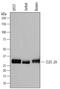 C-Type Lectin Domain Family 2 Member A antibody, MAB72191, R&D Systems, Western Blot image 