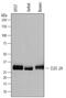 C-Type Lectin Domain Family 2 Member A antibody, MAB72191, R&D Systems, Western Blot image 