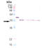 DnaJ Heat Shock Protein Family (Hsp40) Member A1 antibody, ADI-SPA-405-050, Enzo Life Sciences, Western Blot image 
