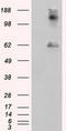 Lipase G, Endothelial Type antibody, LS-C115066, Lifespan Biosciences, Western Blot image 