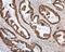 Methyl-CpG Binding Protein 2 antibody, A00047, Boster Biological Technology, Immunohistochemistry frozen image 