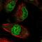 Zinc Finger Protein 749 antibody, PA5-59859, Invitrogen Antibodies, Immunofluorescence image 