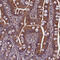 Mitochondrial Elongation Factor 2 antibody, HPA042334, Atlas Antibodies, Immunohistochemistry frozen image 