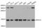 Ribosomal Protein S19 antibody, abx001639, Abbexa, Western Blot image 