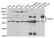 CDK5 Regulatory Subunit Associated Protein 1 Like 1 antibody, TA332903, Origene, Western Blot image 