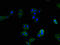 C-X-C Motif Chemokine Receptor 2 antibody, A62782-100, Epigentek, Immunofluorescence image 