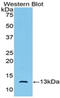 Anti-Mullerian Hormone antibody, LS-C300724, Lifespan Biosciences, Western Blot image 