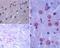Latexin antibody, NBP2-23723, Novus Biologicals, Immunohistochemistry paraffin image 