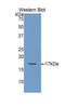 Glial Cell Derived Neurotrophic Factor antibody, LS-C301636, Lifespan Biosciences, Western Blot image 