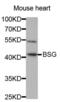 Basigin (Ok Blood Group) antibody, abx001317, Abbexa, Western Blot image 