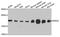 KRAS Proto-Oncogene, GTPase antibody, MBS127072, MyBioSource, Western Blot image 