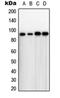 Tousled Like Kinase 1 antibody, orb214939, Biorbyt, Western Blot image 