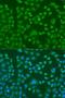 EWS RNA Binding Protein 1 antibody, LS-C346054, Lifespan Biosciences, Immunofluorescence image 