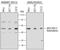 Autophagy Related 12 antibody, MAB6807, R&D Systems, Western Blot image 