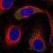 Insulin Receptor Substrate 2 antibody, NBP2-56211, Novus Biologicals, Immunofluorescence image 