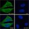 Heat Shock Cognate 70 Interacting Protein antibody, NB100-41377, Novus Biologicals, Immunofluorescence image 
