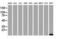 FXYD Domain Containing Ion Transport Regulator 3 antibody, NBP2-01991, Novus Biologicals, Western Blot image 