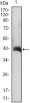 Colony Stimulating Factor 2 antibody, M00911, Boster Biological Technology, Western Blot image 