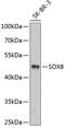 SRY-Box 8 antibody, 18-956, ProSci, Western Blot image 