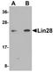 Lin-28 Homolog A antibody, orb75361, Biorbyt, Western Blot image 