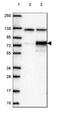 Ubiquilin-4 antibody, HPA061797, Atlas Antibodies, Western Blot image 