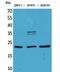 Fibroblast Growth Factor 12 antibody, PA5-51076, Invitrogen Antibodies, Western Blot image 