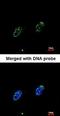 Replication protein A 70 kDa DNA-binding subunit antibody, orb73958, Biorbyt, Immunocytochemistry image 