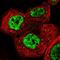RNA Binding Motif Protein 6 antibody, PA5-55530, Invitrogen Antibodies, Immunofluorescence image 
