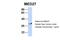 Mediator Complex Subunit 27 antibody, PA5-40771, Invitrogen Antibodies, Western Blot image 