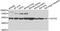 GATA Binding Protein 2 antibody, A0677, ABclonal Technology, Western Blot image 